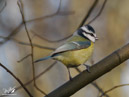 Blue Tit - Sikora Modraszka